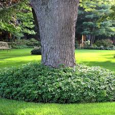 1 to 1.5 feet bloom time. Pachysandra Terminalis Green Carpet Japanese Spurge Gardenersdream