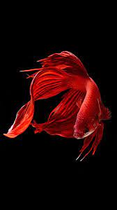 Betta Fish Hd Wallpaper Betta Fish Fish Wallpaper Fish Wallpaper Iphone