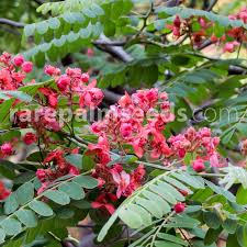 Image result for Cassia sieberiana