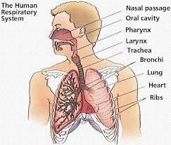 Respiratory System Definition Examples Diagrams