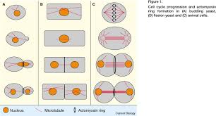 Cytokinesis is the division of cytoplasm after the karyokinesis during cell division. Cytokinesis Rho And Formins Are The Ringleaders Current Biology