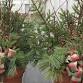 Holiday Patio Pot event image