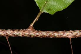 Image result for Oleandra distenta