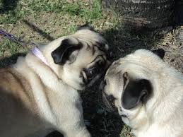 Pugs Namorando Dava Pra Ser Mais Fofo Animals Dogs