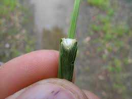 Image result for Panicum repens