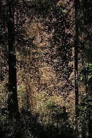 Santuario De Millones De Mariposas Monarca Beautiful Sites Mexico Lindo Y Querido Scenic Views