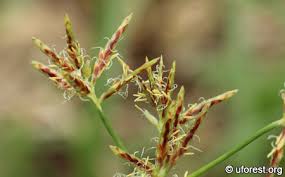 Image result for Cyperus nuerensis
