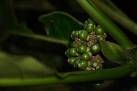 Image result for Gaertnera