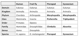 Image Result For Human Taxonomy Primates Science
