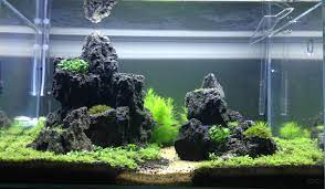 Planted Aquarium Planted Aquarium Aquarium Landscape Aquarium