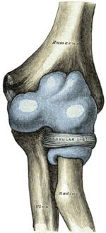 Ossification of the ulna bone. Elbow Wikipedia