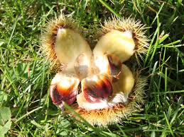 Esskastanie Edelkastanie Marone Castanea Sativa Baumschule Horstmann Esskastanien Maronen Fruchtbecher