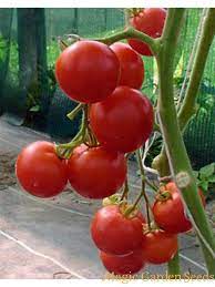 A classic heirloom greenhouse tomato, moneymaker (as you might have guessed) has long been a popular cash crop for farmers, but is a favorite of home gardeners as well! Tomato Moneymaker Solanum Lycopersicum The Good To Know Seeds A Z Seed Catalog S Samen Saatgut
