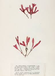 Image result for Phyllorachis