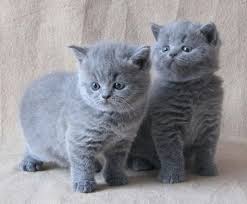 British Shorthair Kittens 11 Pictures Gatos Y Gatitos Bebes