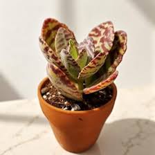 Image result for Kalanchoe humilis