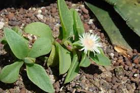 Image result for Delosperma tradescantioides
