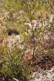 Image result for Halleria elliptica