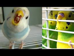 muhabbet kusunuz bu hareketleri yapiyorsa egitilmez youtube kus