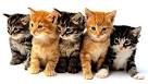 Top 10 Most Beautiful Cat Breeds In The World - The ...