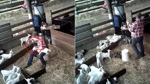 .kill goat, woman cited after loose dogs kill goat in smithville, butchering goat world s 1 meat, woman hunter kills sika stag its hot in the heat of late summer, finally goat slaughter video upload, video orange county woman concerned for safety of. Victorian Farm Condemned After Disturbing Footage Of Baby Goats Having Horns Burnt Off Emerges 7news Com Au
