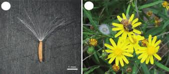 Image result for Senecio madagascariensis