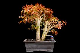 Image result for Ficus ingens