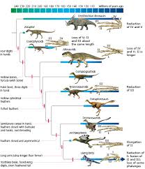 An asteroid strike 66 million years ago devastated the dinosaurs. The Origin Of Birds