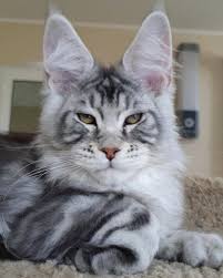Black And White Tabby Maine Coon Pin On Baby
