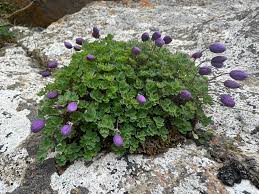 Image result for Emilia caespitosa