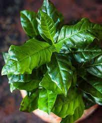 Cottage Farms Direct Coffea Coffee Plant Best Price And Reviews Zulily Plants Coffee Plant Gardening For Beginners