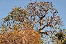 Image result for Sterculia africana
