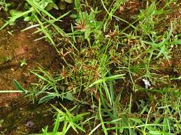 Image result for Cyperus amabilis