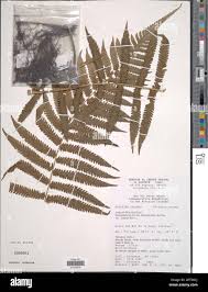 Image result for Pneumatopteris unita