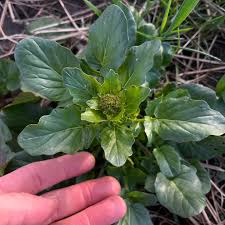 Image result for Hyparrhenia bracteata