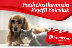 Evcil Hayvan Ile Yolculuk Patili Dostlarimizla Keyifli Yolculuk Pamukkale