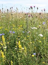 Bsxp 100 Dual Purpose Wildflower Seeds Wildflower Seeds Wild Flowers Wild Flower Meadow