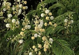 Image result for Acacia schweinfurthii