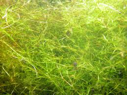 Image result for Najadaceae