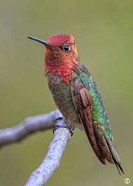 Bird On A Wire Movie Vancouver Anna S Hummingbird Annas Hummingbird Hummingbird Pretty Birds
