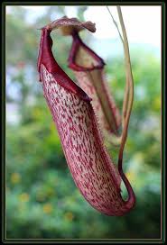 Pitcher Plant Weird Plants Insectivorous Plant Carnivorous Plants
