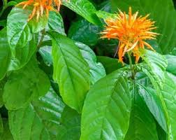 Image result for Justicia petiolaris