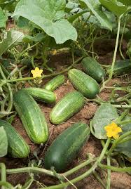 Image result for Cucumis humifructus