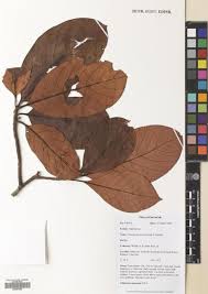 Image result for Habenaria peristyloides