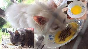 Maybe you would like to learn more about one of these? Petua Lebatkan Bulu Kucing Tak Mudah Gugur Dengan Kuning Telur Begini Caranya My Info Berita