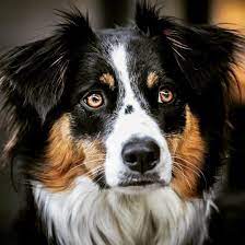 One way to determine the ancestry of your mixed breed is through a dna test. Is The Border Collie Australian Shepherd Mix One Of The Perfect Dogs K9 Web
