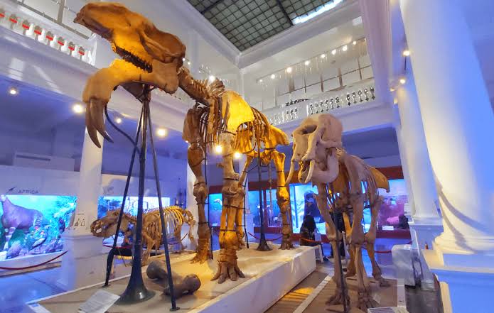 Grigore Antipa National Museum - Visit Bucharest