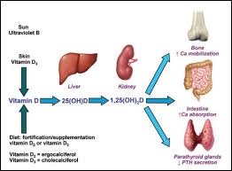 Vitamin D Insufficiency Mayo Clinic Proceedings