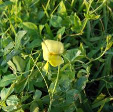 Image result for Aeschynomene pawekiae