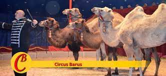 Dies wird bei den regelmäßigen kontrollen durch die jeweils zuständigen veterinärämter bestätigt. Circus Barus Familie Marco Frank